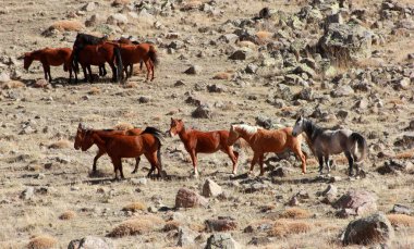 Doğal ortamda Vahşi atlar 