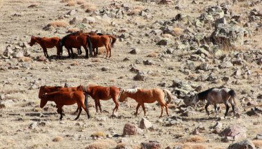 Doğal ortamda Vahşi atlar 