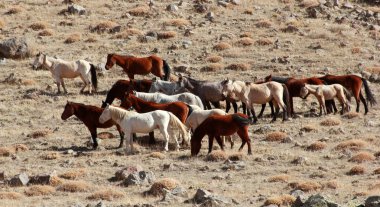Doğal ortamda Vahşi atlar 