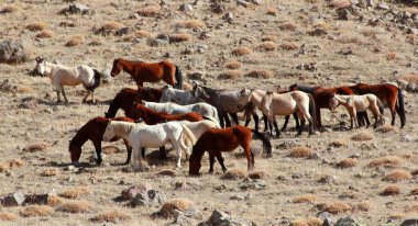 Doğal ortamda Vahşi atlar 