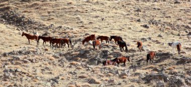 Doğal ortamda Vahşi atlar 