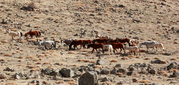 Cavalos selvagens em ambiente natural — Fotografia de Stock