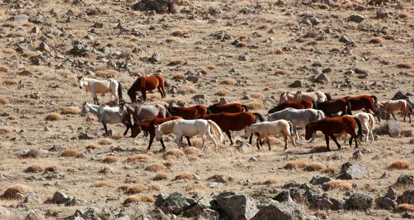Doğal ortamda Vahşi atlar 