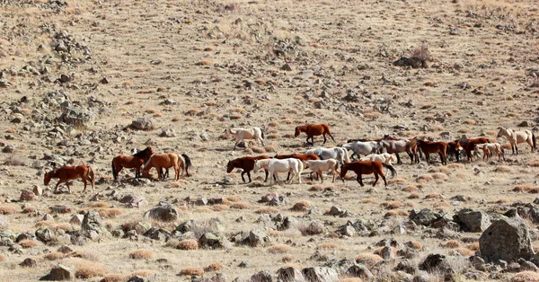 Cavalos selvagens em ambiente natural — Fotografia de Stock