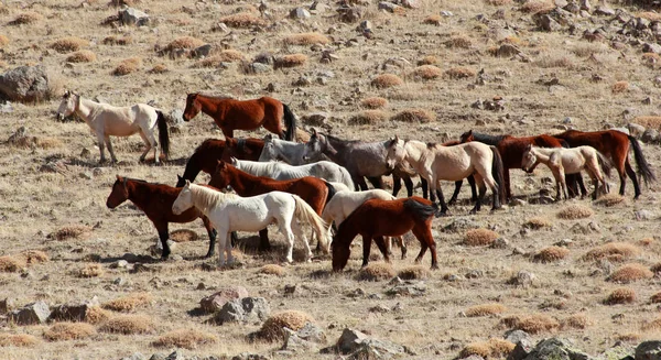 Doğal ortamda Vahşi atlar 