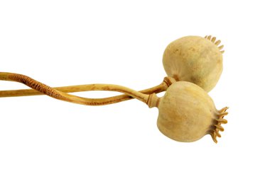 Haşhaş başları üzerinde beyaz izole kurutulmuş