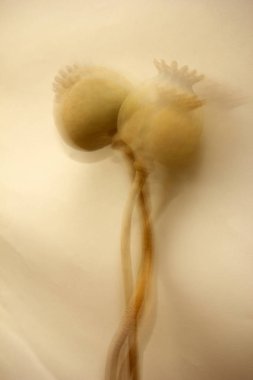 Haşhaş kafaları arka plan kurutulmuş