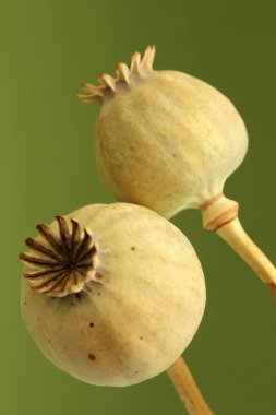 Haşhaş kafaları arka plan kurutulmuş