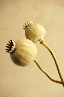 Haşhaş kafaları arka plan kurutulmuş