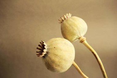 Haşhaş kafaları arka plan kurutulmuş