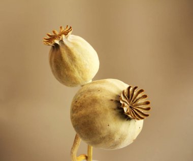Haşhaş kafaları arka plan kurutulmuş