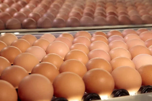 Huevos de gallina crudos en una cinta transportadora — Foto de Stock