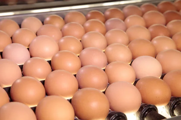 Ovos crus de galinha em uma correia transportadora — Fotografia de Stock