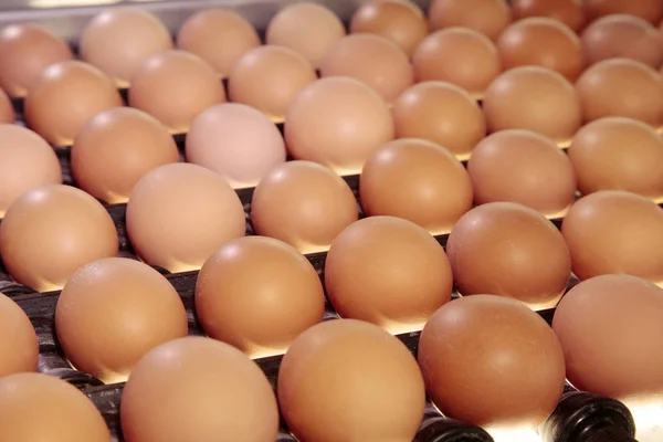 Huevos de gallina crudos en una cinta transportadora — Foto de Stock