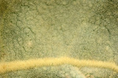 Verbascum thapsus sığırkuyruğu bitki 