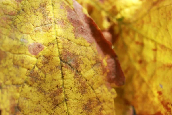 Geel, herfstbladeren achtergrond — Stockfoto