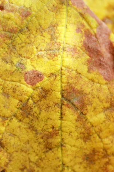 Amarelo, folhas de outono fundo — Fotografia de Stock