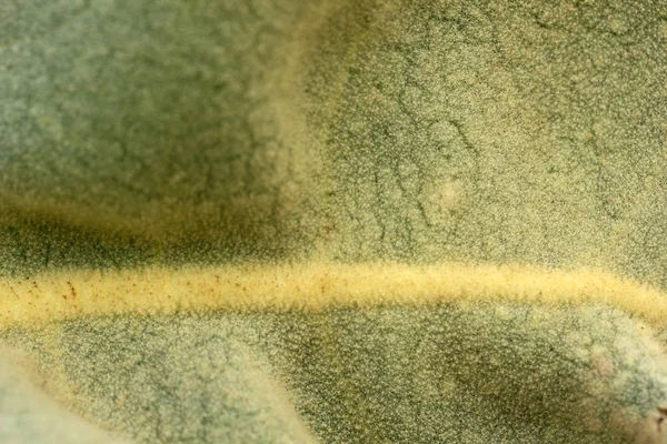 Verbascum thapsus sığırkuyruğu bitki — Stok fotoğraf