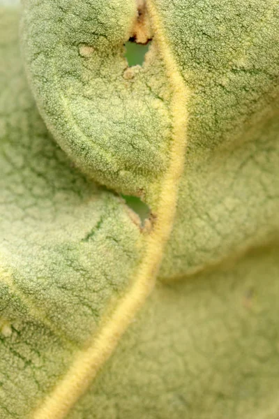 Verbascum thapsus-ökörfarkkóró növény — Stock Fotó