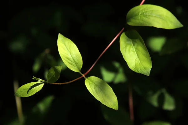Зеленые листья в саду — стоковое фото