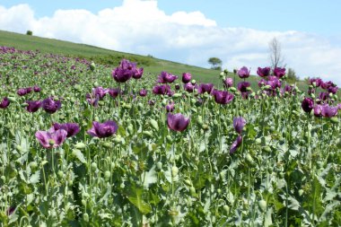 Afyon haşhaş başlarına gökyüzü arka plan  