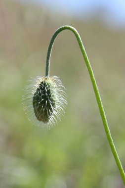 Mısır haşhaş çiçeği tomurcuğu  
