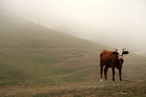 Sisli dağ ve otlatma inek — Stok fotoğraf