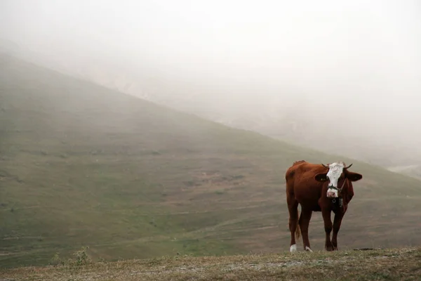 Sisli dağ ve otlatma inek — Stok fotoğraf