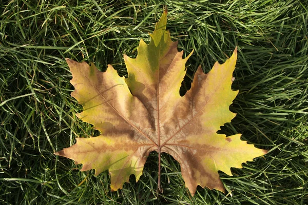 Autumn leaf on grass — Stock Photo, Image