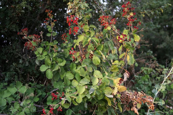自然の中のブラックベリーの果実 — ストック写真
