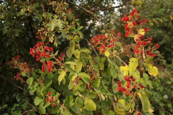 Blackberries фрукты в природе — стоковое фото
