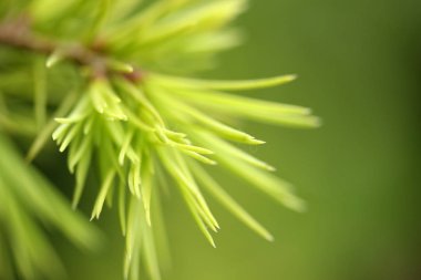 Doku çam ağacı yakın çekim 