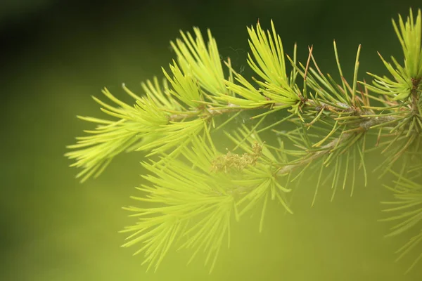 Tekstura zbliżenie Pine Tree — Zdjęcie stockowe