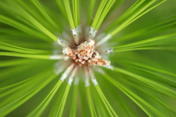 Textuur naaldboom close-up — Stockfoto