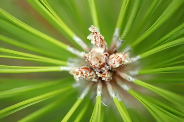 Texture Pine Tree close-up — Stock Photo, Image