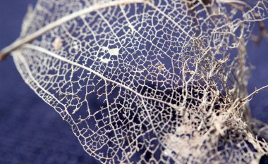 Kuru yaprakları detay doku  