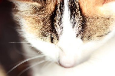 Sevimli beyaz kedi yakın çekim 