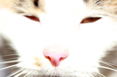 Sevimli beyaz kedi yakın çekim 