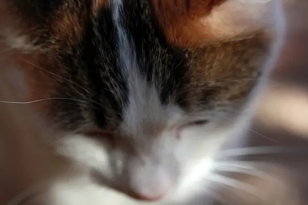 Bonito gato branco close-up — Fotografia de Stock