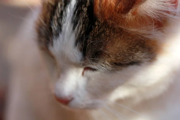 Bonito gato branco close-up — Fotografia de Stock