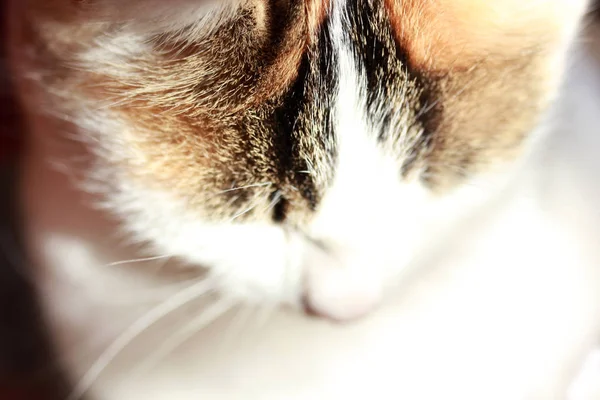 Sevimli beyaz kedi yakın çekim 
