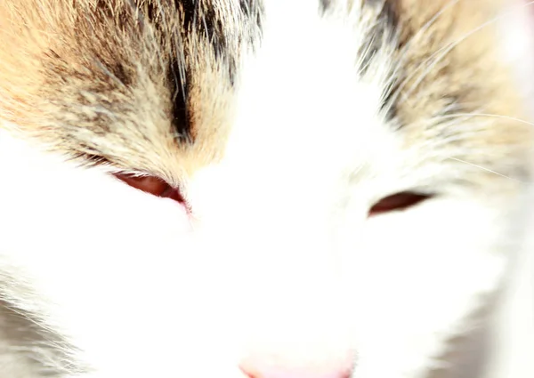 Cute white cat close-up — Stock Photo, Image