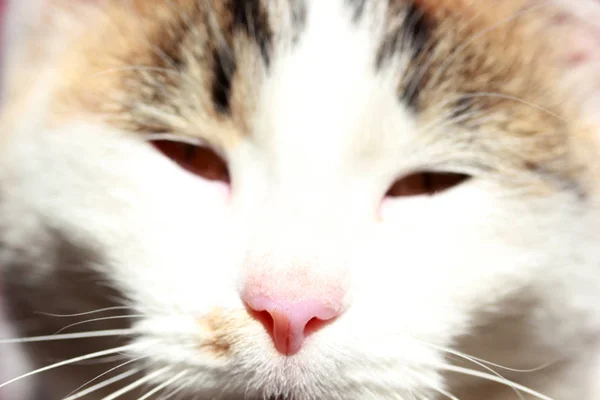 Bonito gato branco close-up — Fotografia de Stock