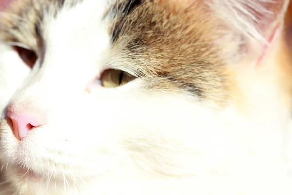 Schattige witte kat close-up — Stockfoto