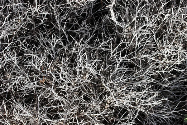 Planta espinosa gris en la naturaleza —  Fotos de Stock