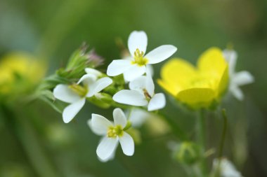 Kırsalda ilkbahar çiçekleri 