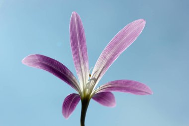 Pembe büyük yapraklı çiçek 