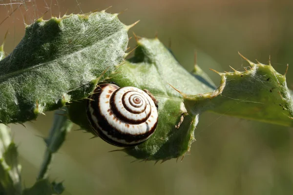 Slug on a thorn — Stock Photo, Image