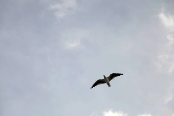 Чайка в небе — стоковое фото