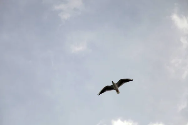 空中的海鸥 — 图库照片